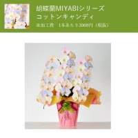 胡蝶蘭　白大輪　５本立ち　７０輪以上