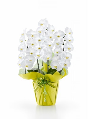 胡蝶蘭　白大輪　３本立ち　３０輪以上（つぼみ込み）