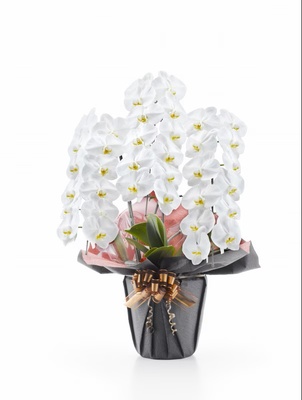 胡蝶蘭　白大輪　３本立ち　３６輪以上（つぼみ込み）