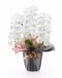 胡蝶蘭大輪　白　3本立ち３３輪以上（つぼみ込み）
