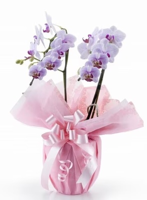 白赤ミディ　２本立ち　１４輪以上（つぼみ込み）